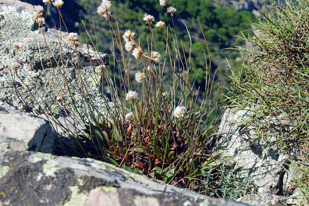 Armeria morisii / Spillone di Moris